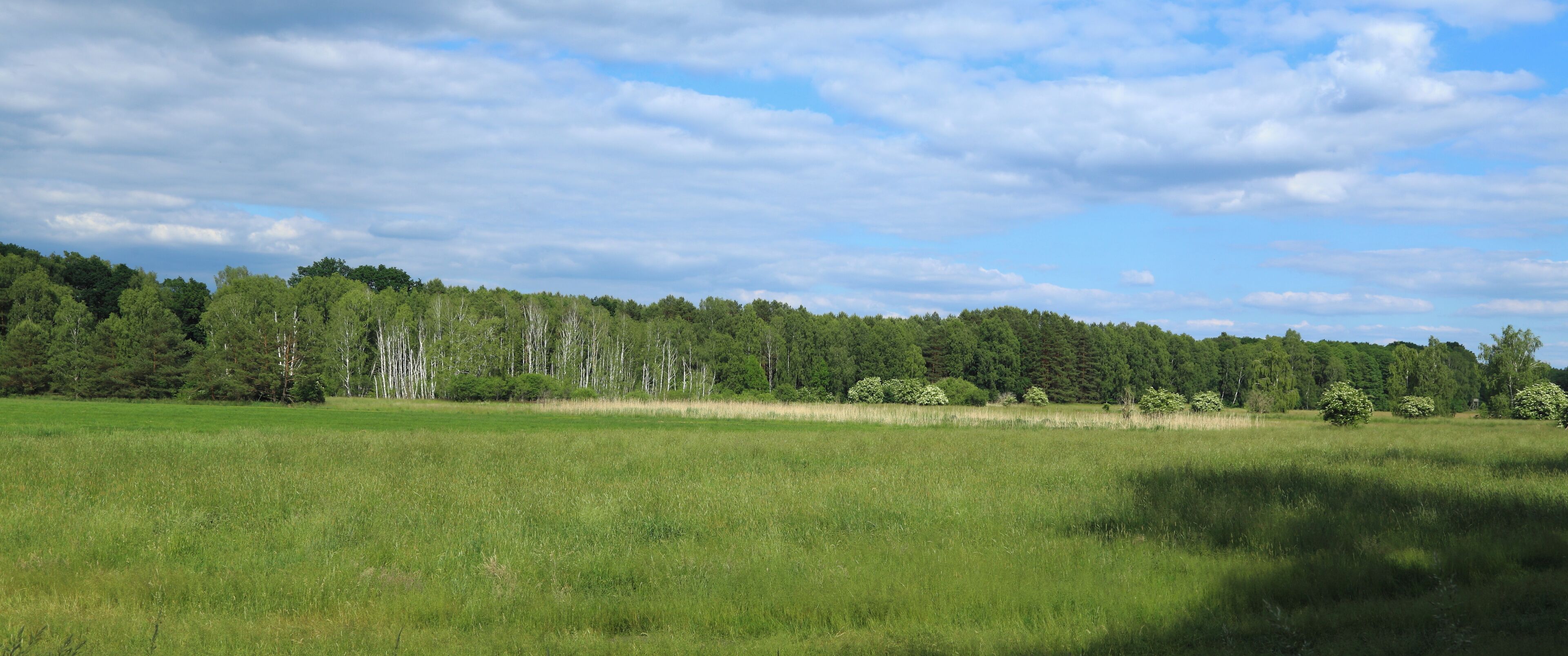 A grassy field with a line of trees in the background under a partly cloudy sky.