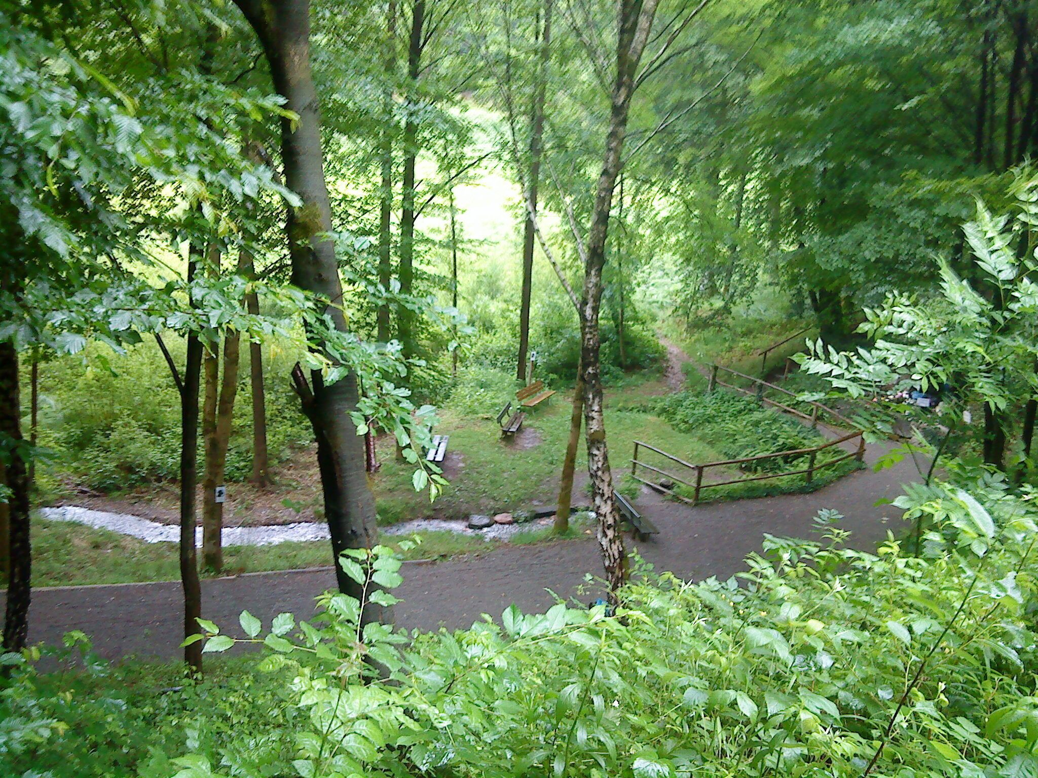 A forested area with a paved path, benches, and a small clearing.