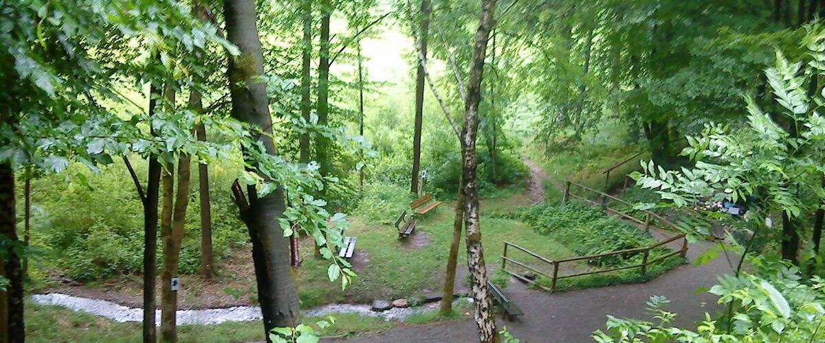 A forested area with a paved path, benches, and a small clearing.