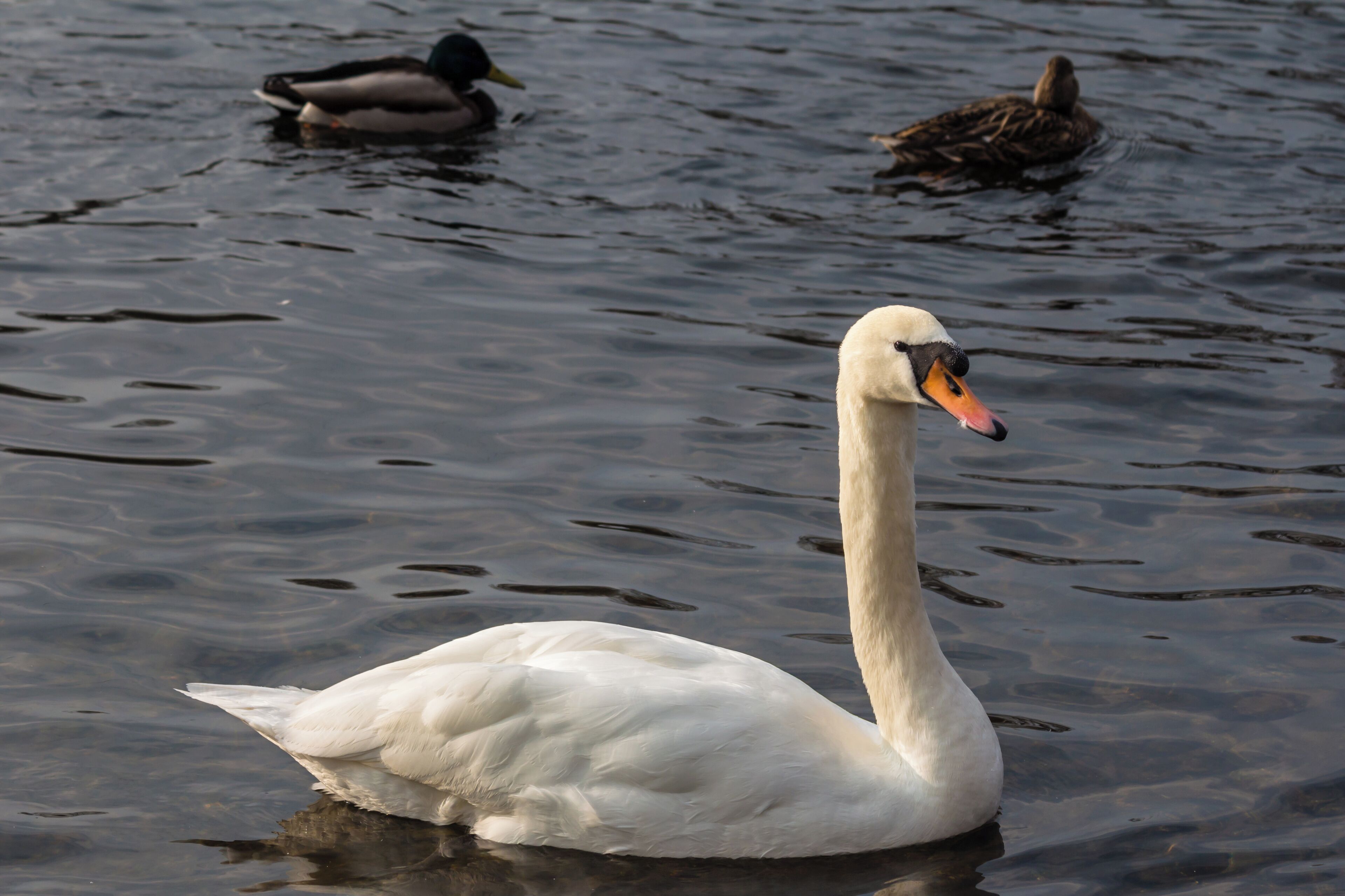 Schwan auf dem Caputher Gemünde.