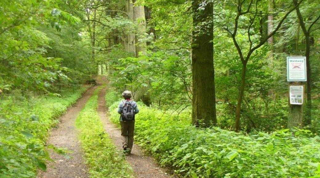 Flottstelle - Waldweg (Woodland Path)