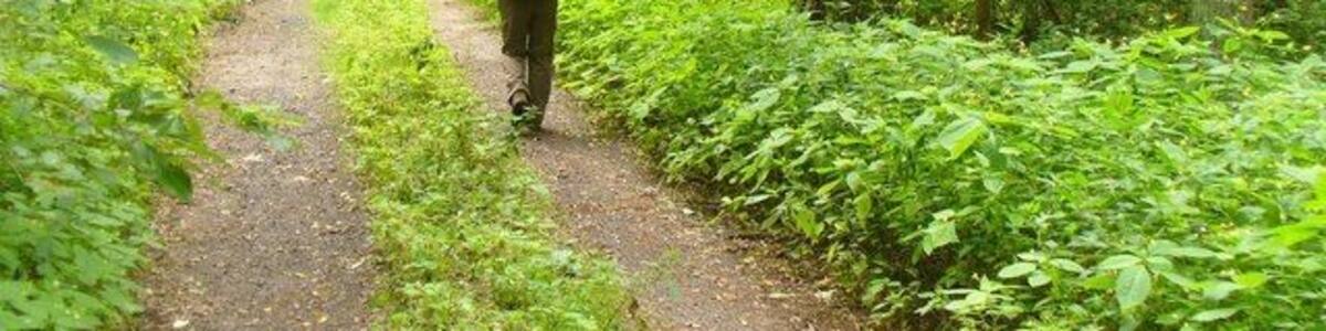 Flottstelle - Waldweg (Woodland Path)