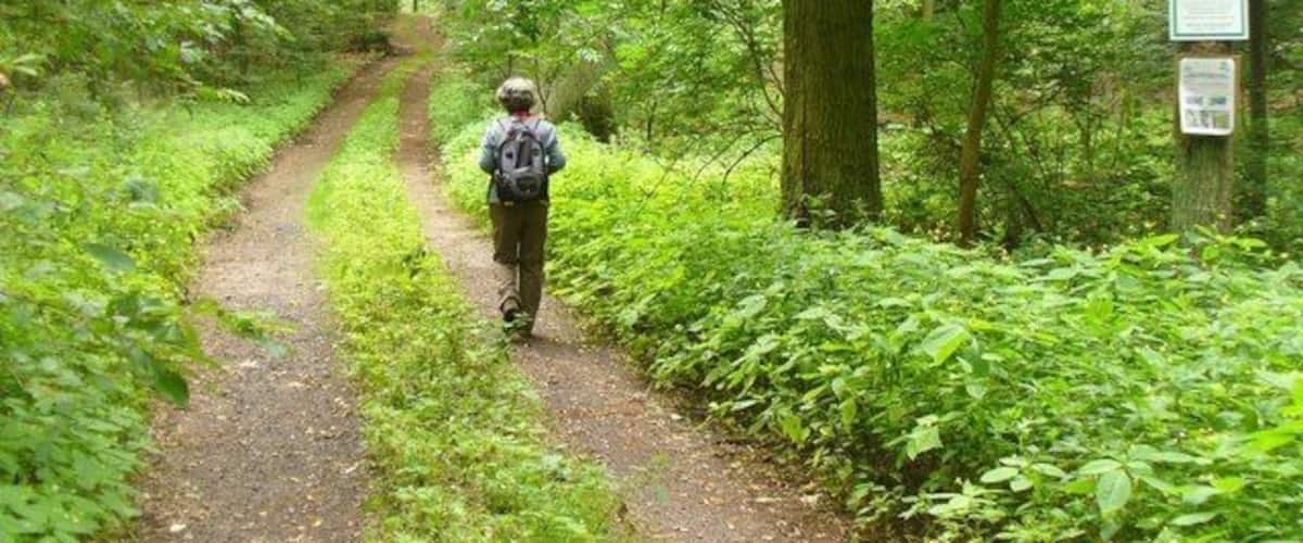 Flottstelle - Waldweg (Woodland Path)