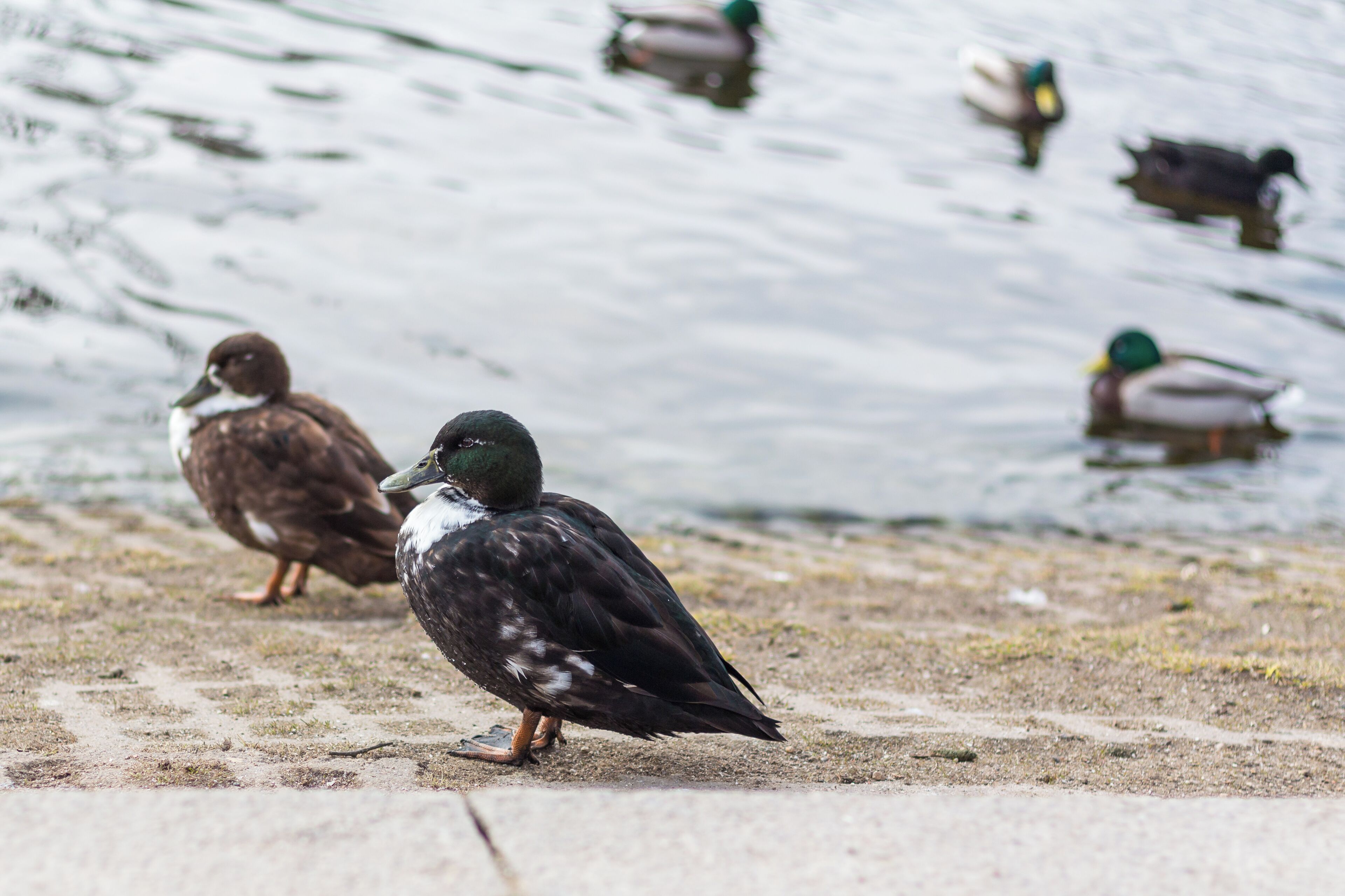 Enten an der Caputher Gemünde.