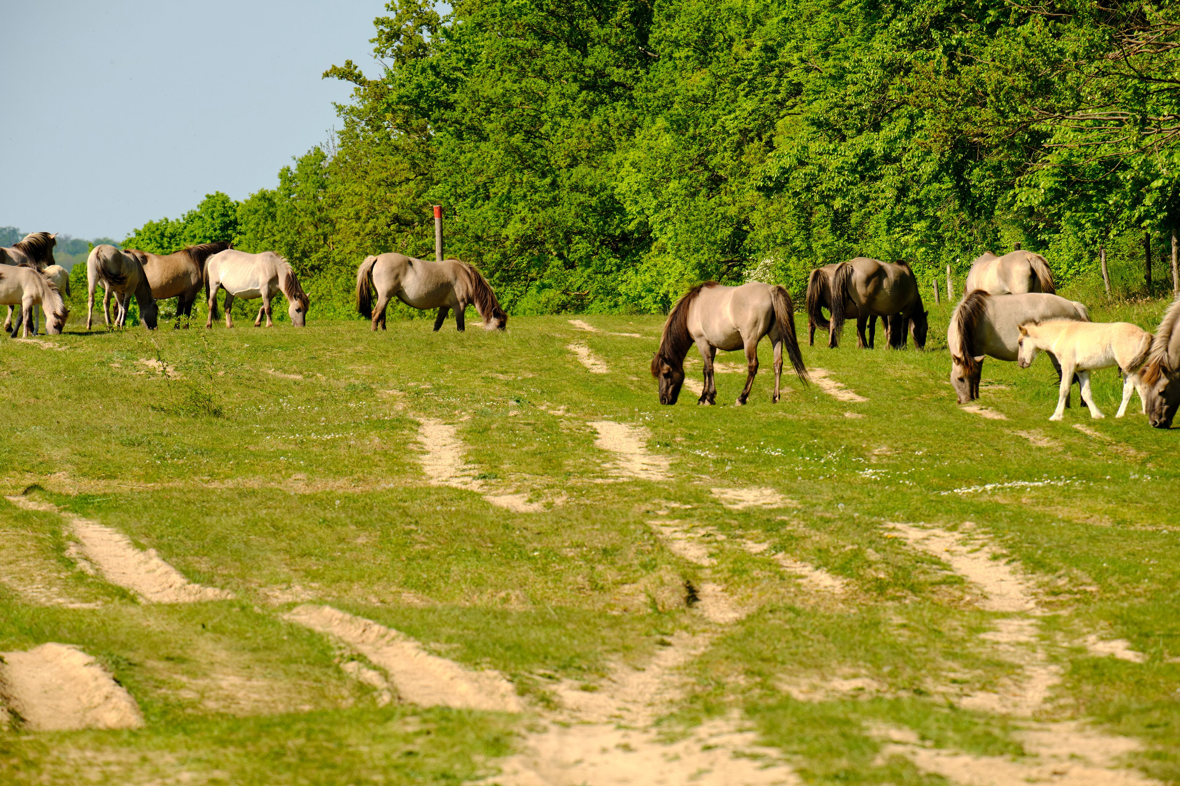Koniks als Landschaftpfleger im Naturschutzgebiet Tote Täler auf dem Rödel bei Balgstädt und Großwilsdorf, Naturpark Saale-Unstrut-Triasland, Burgenlandkreis, Sachsen-Anhalt, Deutschland