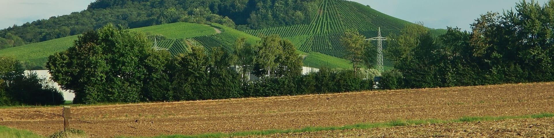Weinberge
