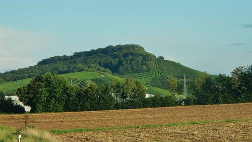 Weinberge