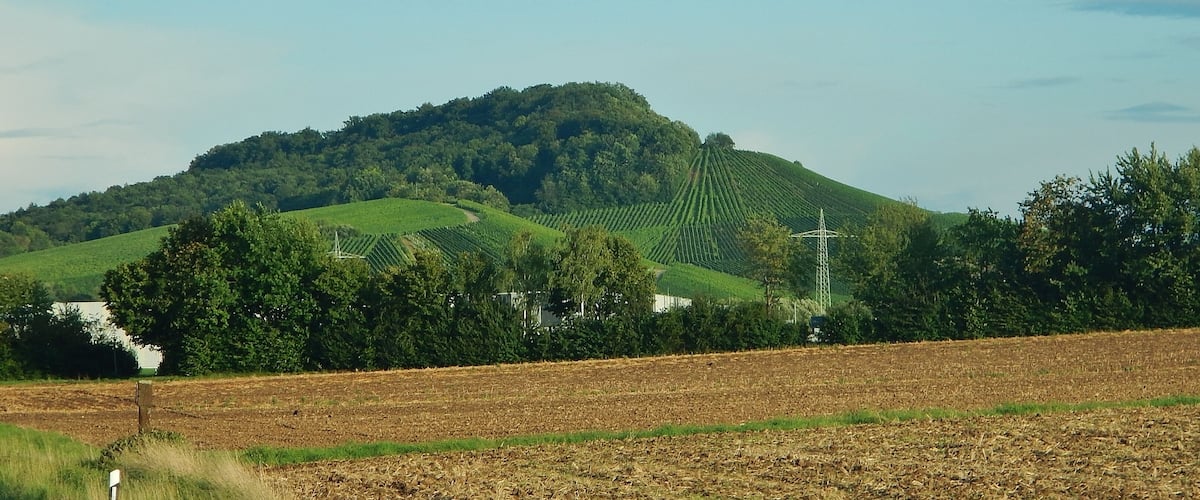 A hilly landscape with a vineyard and a power line tower.