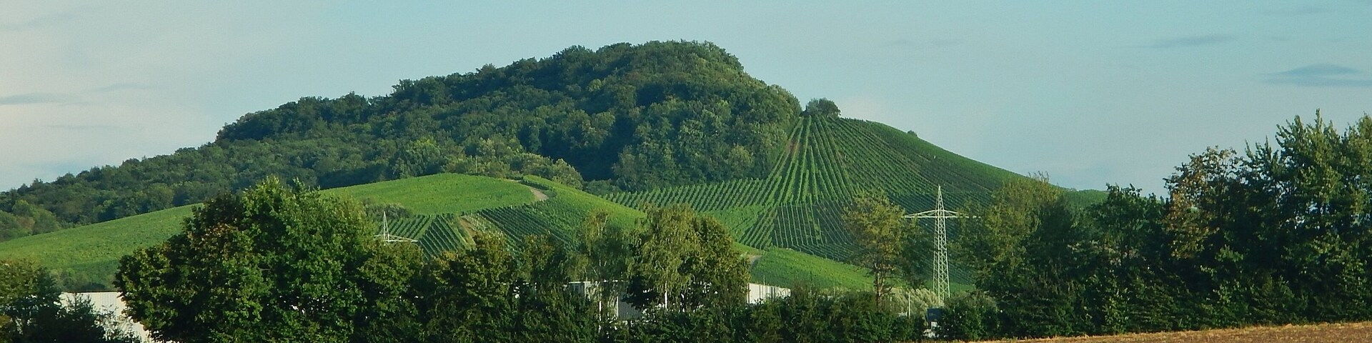 A hilly landscape with a vineyard and a power line tower.
