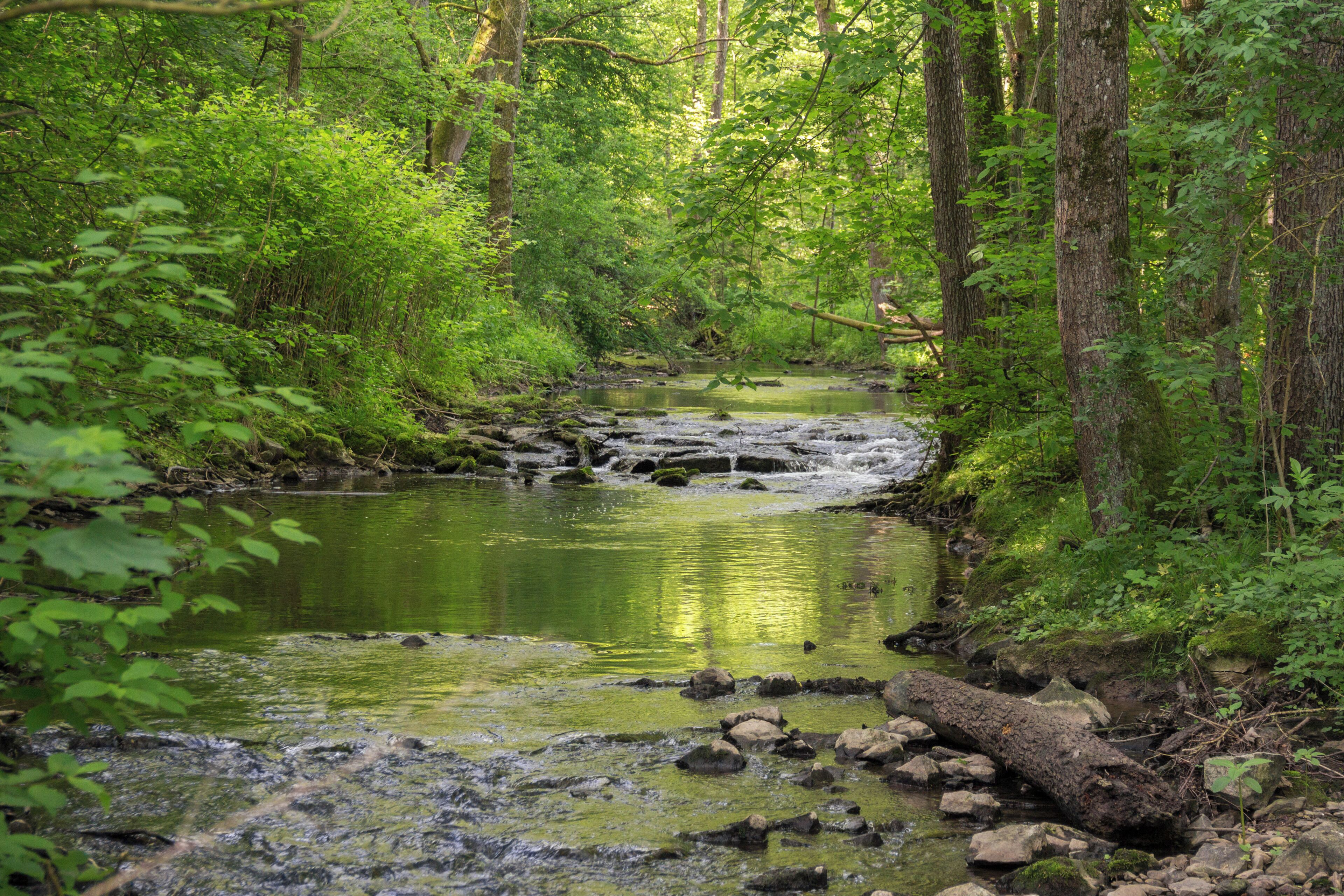 A forest stream with rocks and moss.