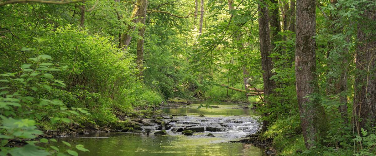 A forest stream with rocks and moss.