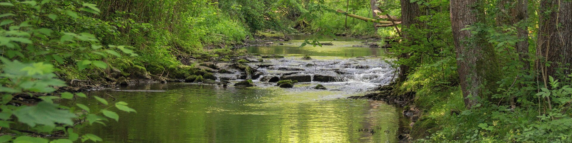 A forest stream with rocks and moss.