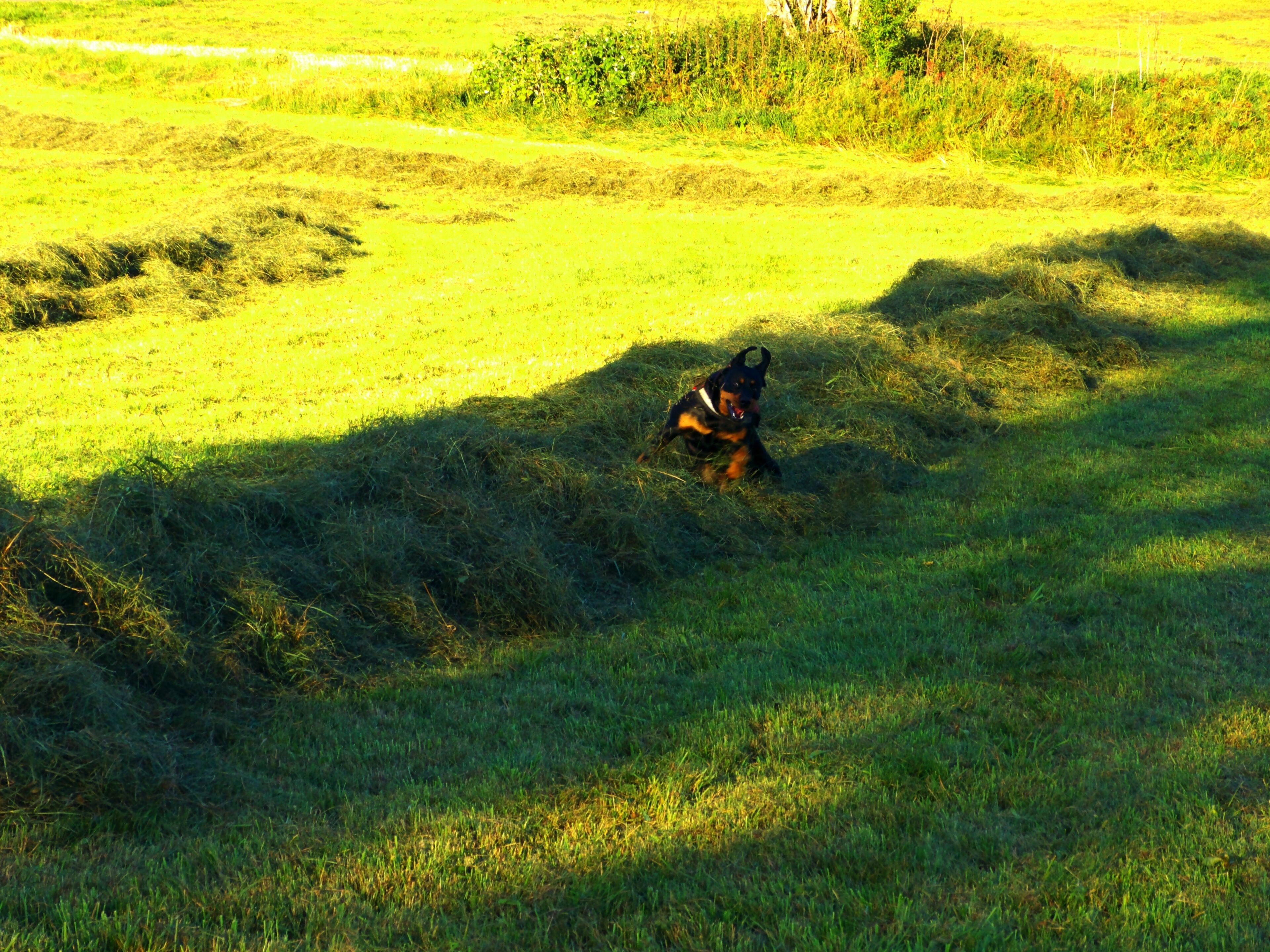 Der Heuteufel Vom Heuberg