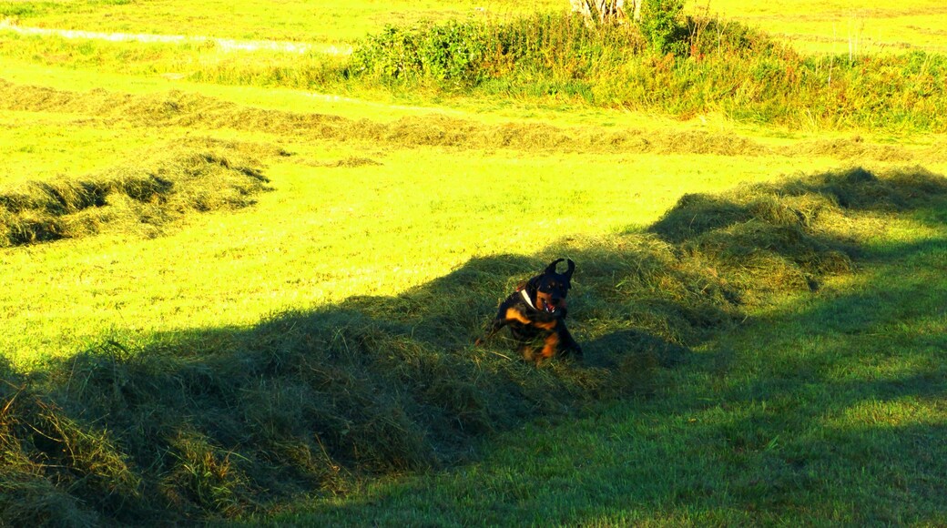 Der Heuteufel Vom Heuberg