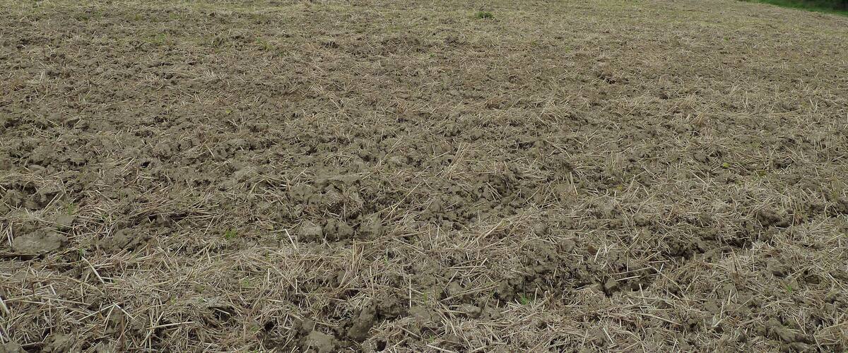 A vast, open field with dry grass and a few scattered trees.