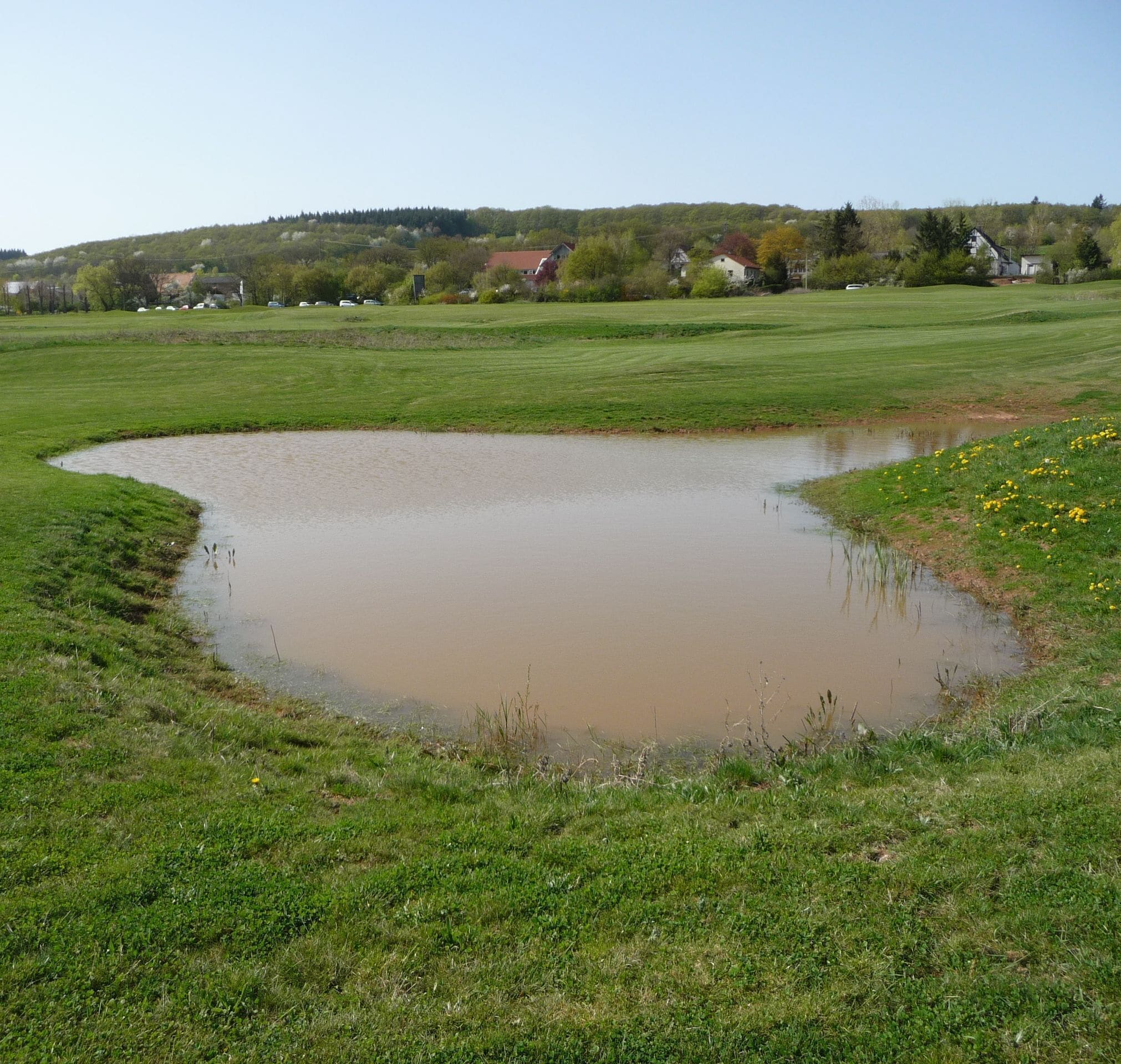 A pond surrounded by green grass and a few yellow flowers.