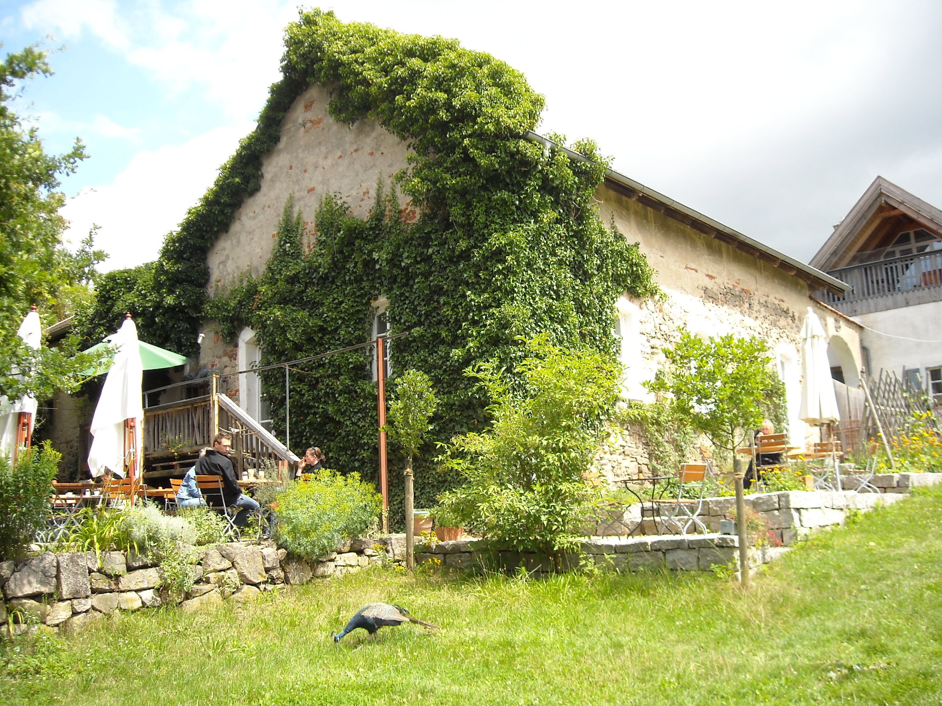 A peacock in a grassy area with a building covered in ivy and a wooden deck with people sitting.