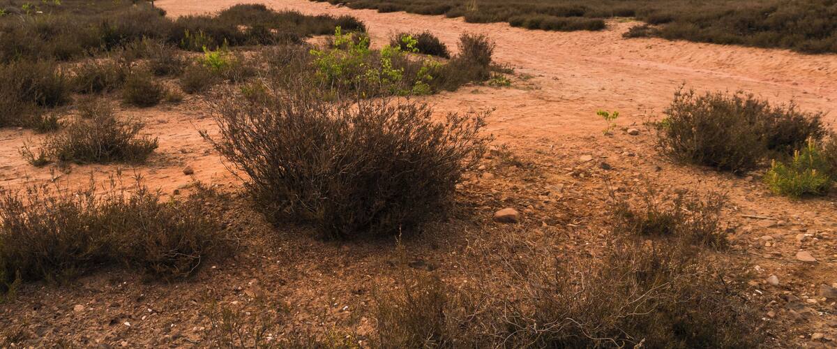 A dirt path winding through a dry, open field with sparse vegetation and distant trees under a cloudy sky.