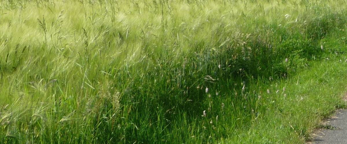 Straße zwischen Poxdorf und Laibarös