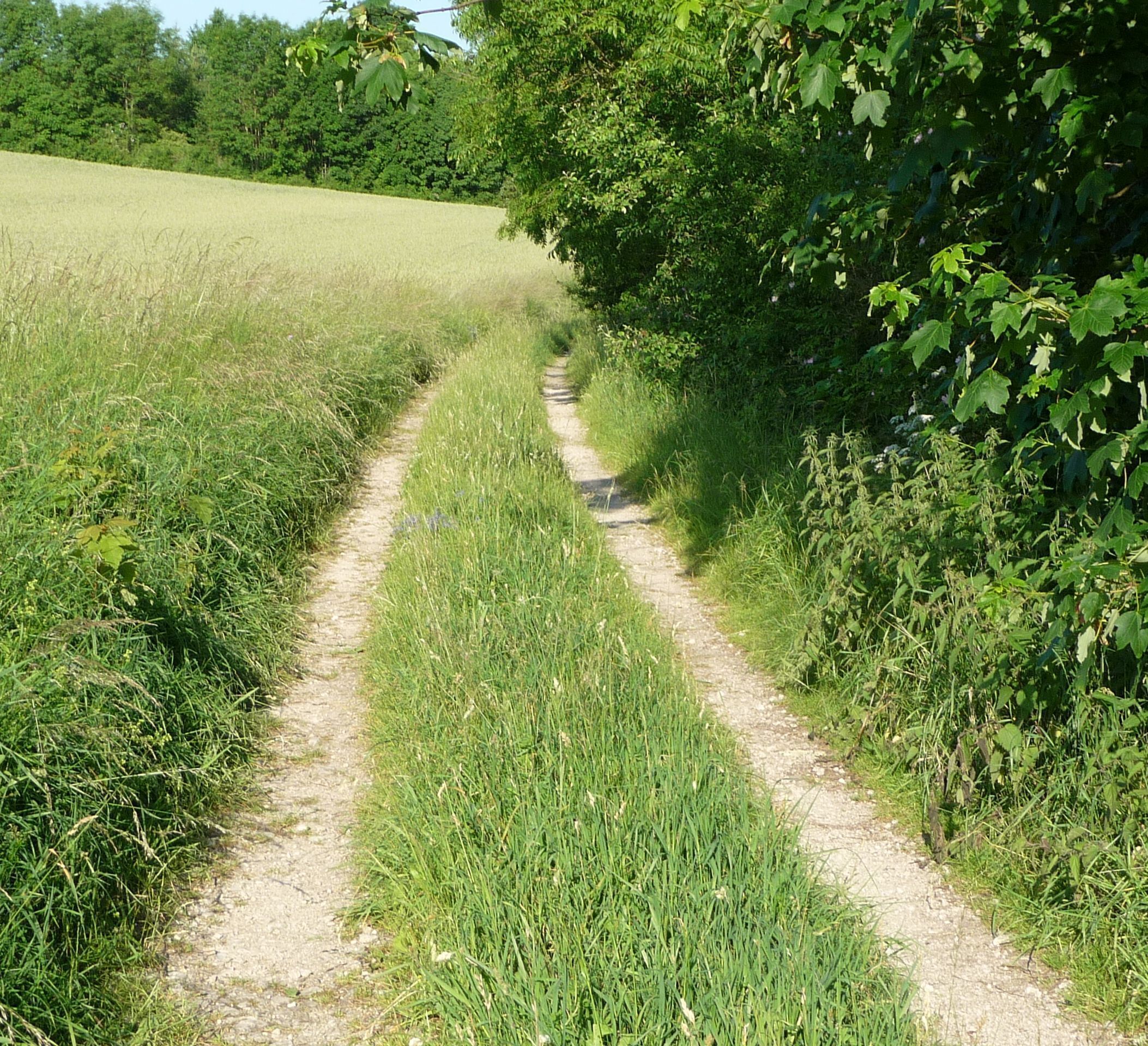 A narrow dirt path through a grassy field with dense foliage on both sides.