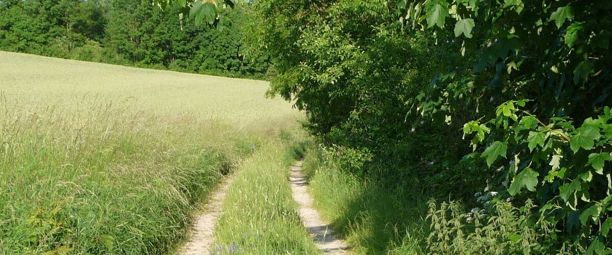 A narrow dirt path through a grassy field with dense foliage on both sides.
