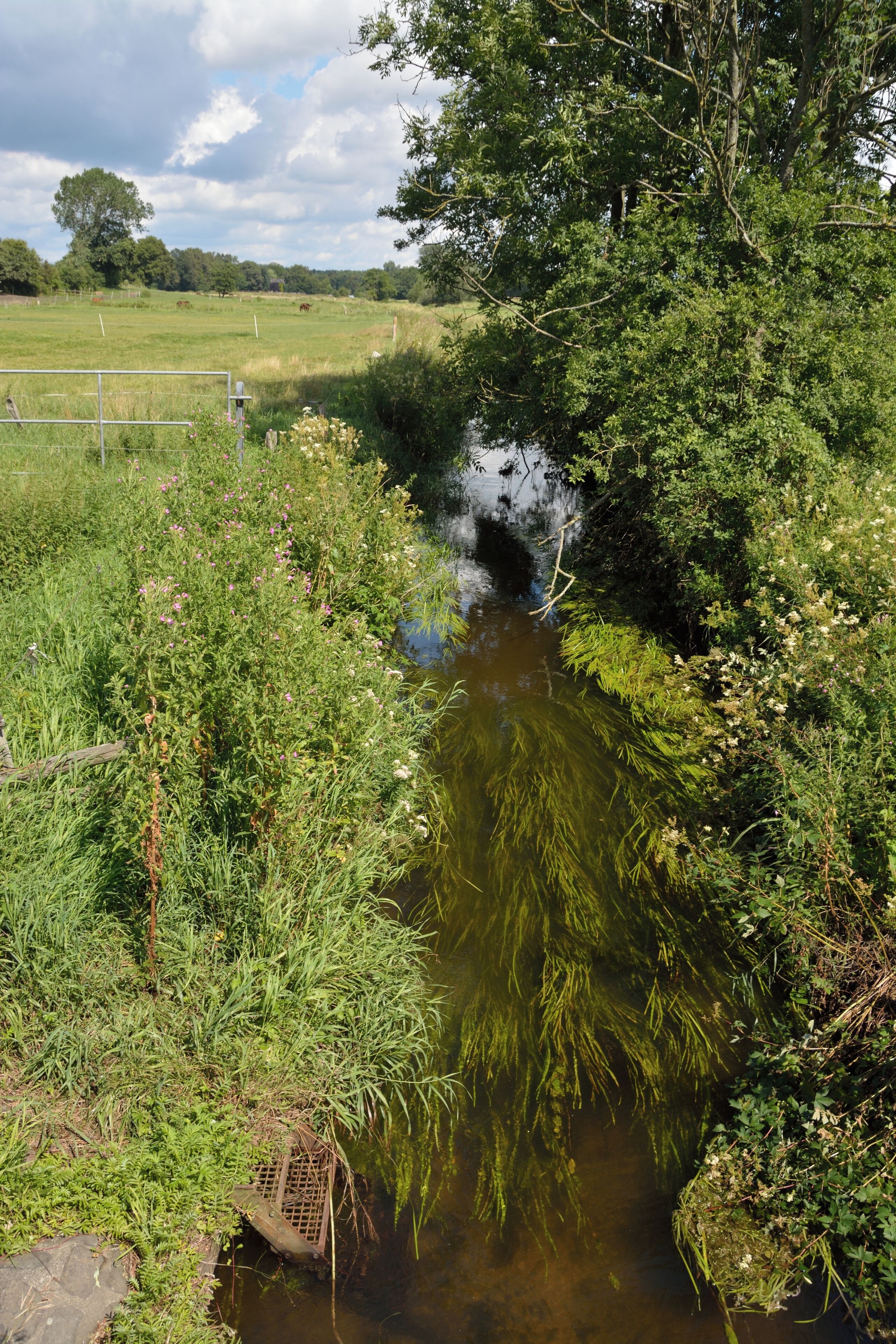 Blick auf die Mühlenbarbeker Au in Mühlenbarbek