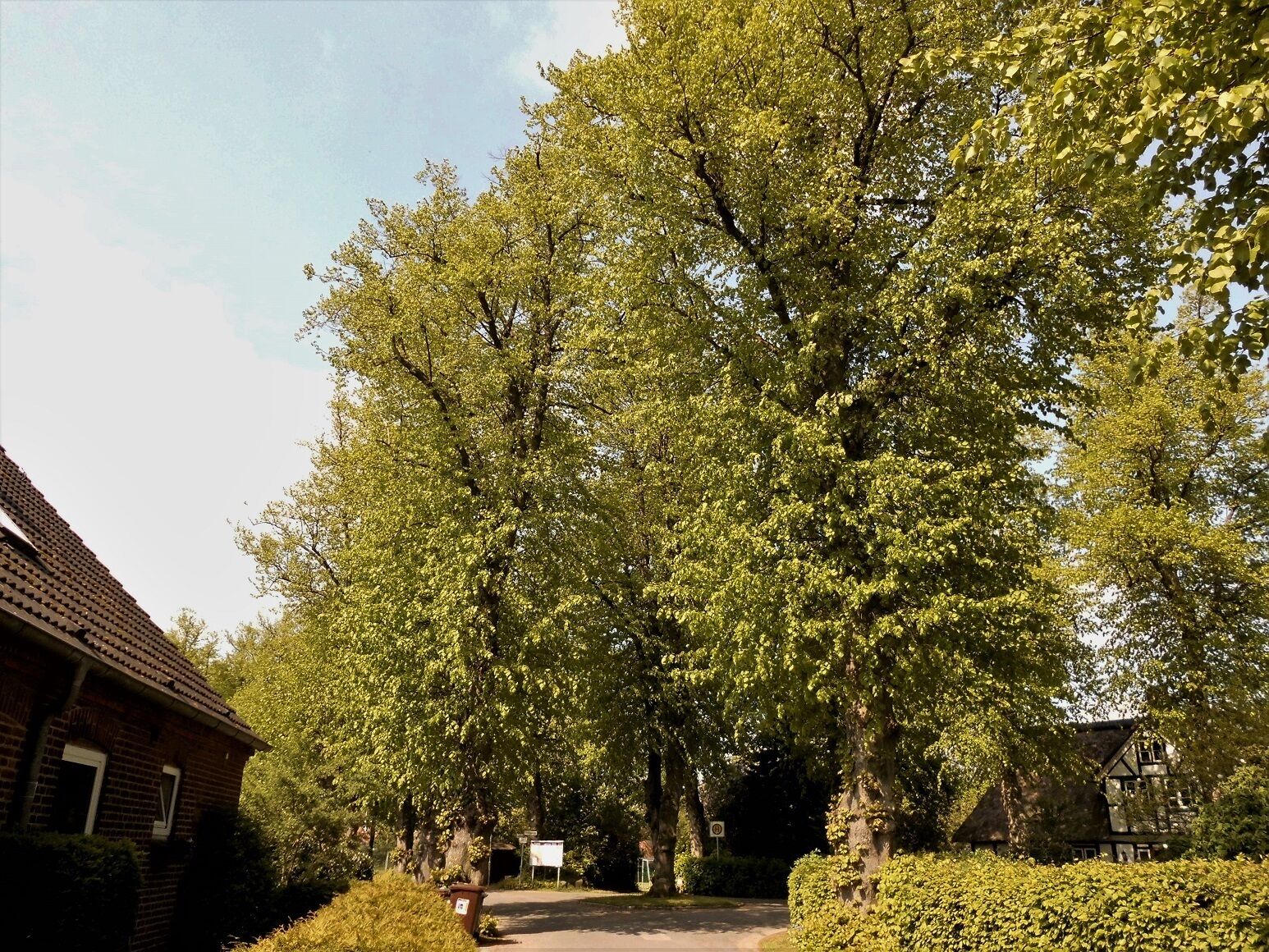Ein Lindenkranz im Lindenkamp in der Gemeinde Flemhude bei Kiel.