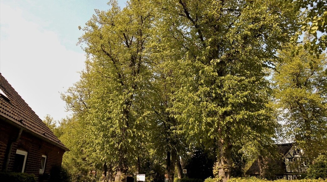 Ein Lindenkranz im Lindenkamp in der Gemeinde Flemhude bei Kiel.