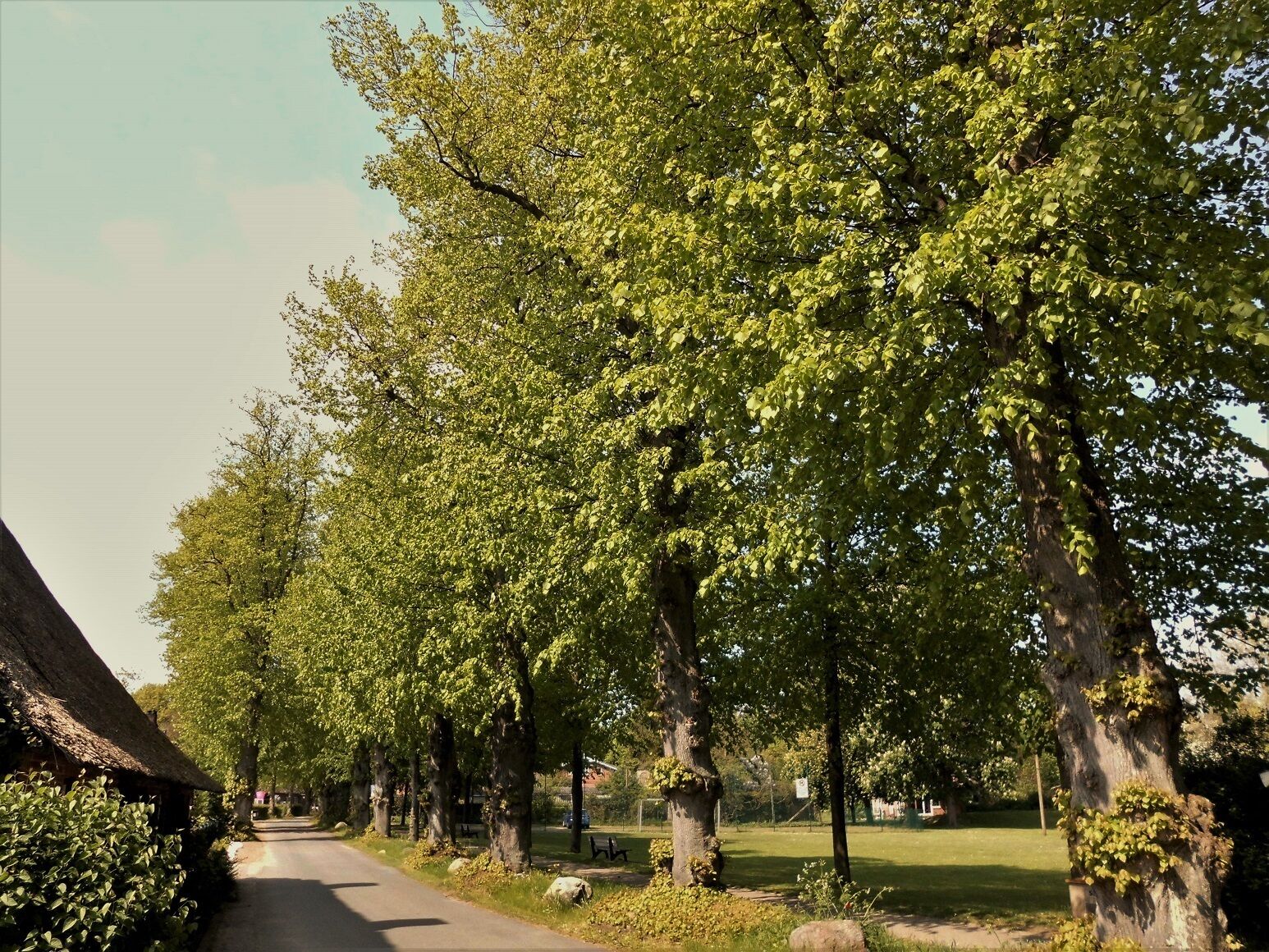 Die Lindenallee im Lindenkamp in der Gemeinde Flemhude bei Kiel.