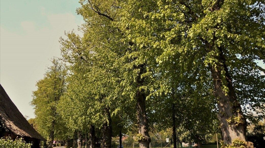 Die Lindenallee im Lindenkamp in der Gemeinde Flemhude bei Kiel.