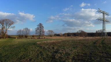 Stadt Raguhn-Jeßnitz, Ortsteil Schierau, Flächenhaftes Naturdenkmal Stillingsbereich (Freileitung); 110-kV-Freileitung.