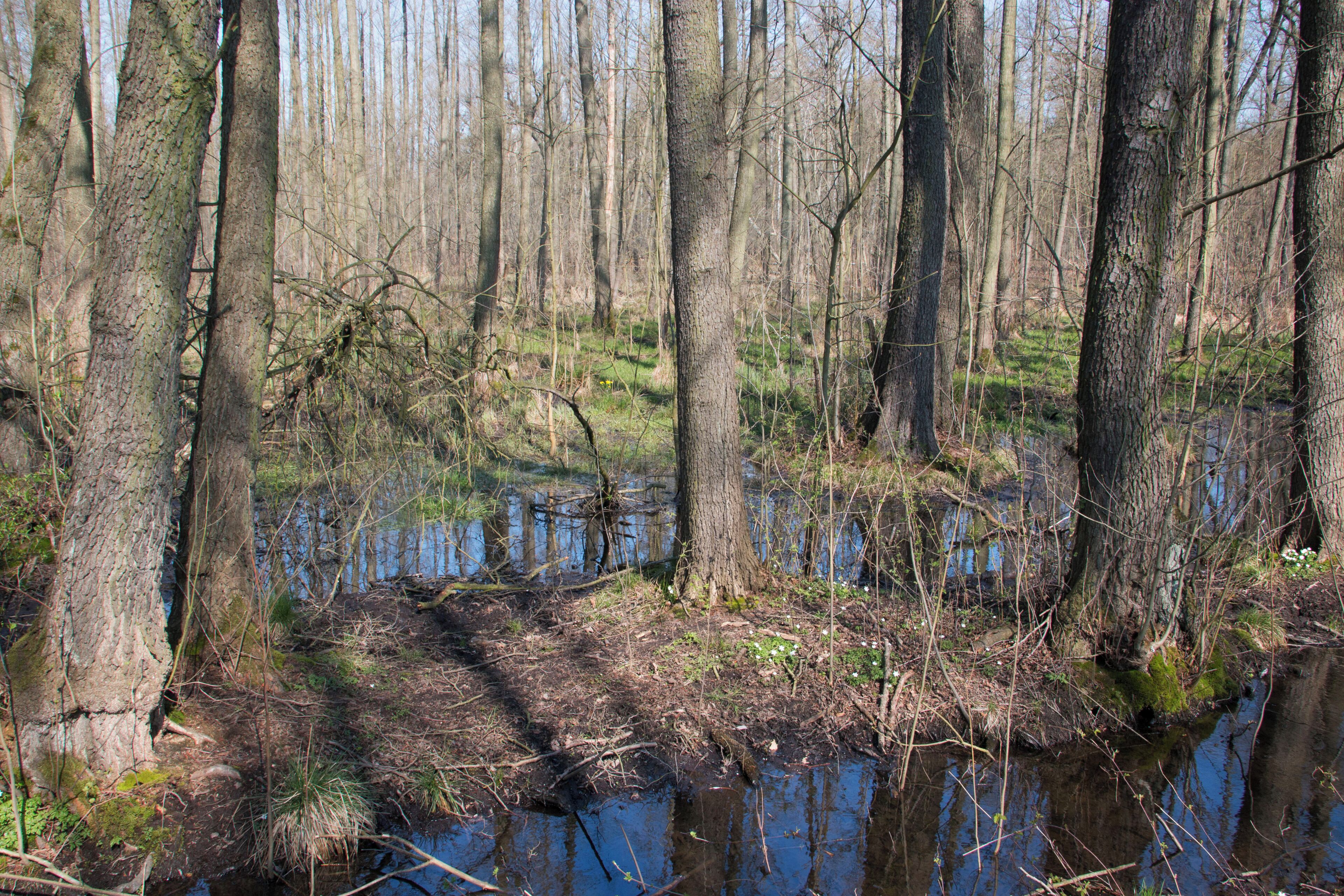 Spring in the nature reserve "Taubequellen"