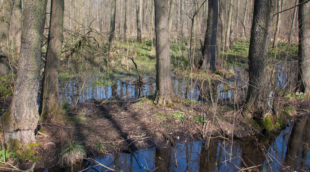 Spring in the nature reserve "Taubequellen"