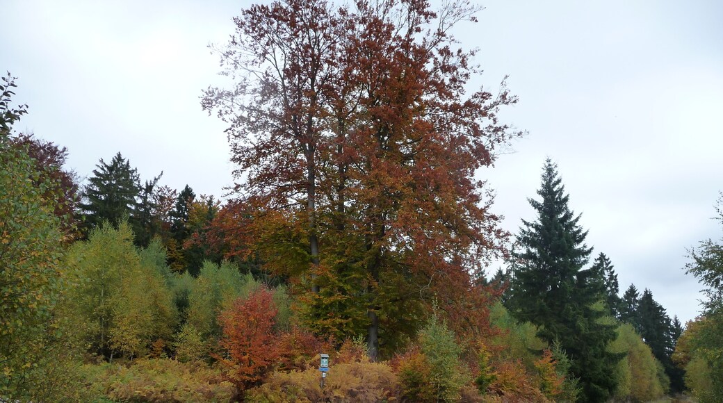 Soonwald - Nähe Thiergarten - 10.10.08