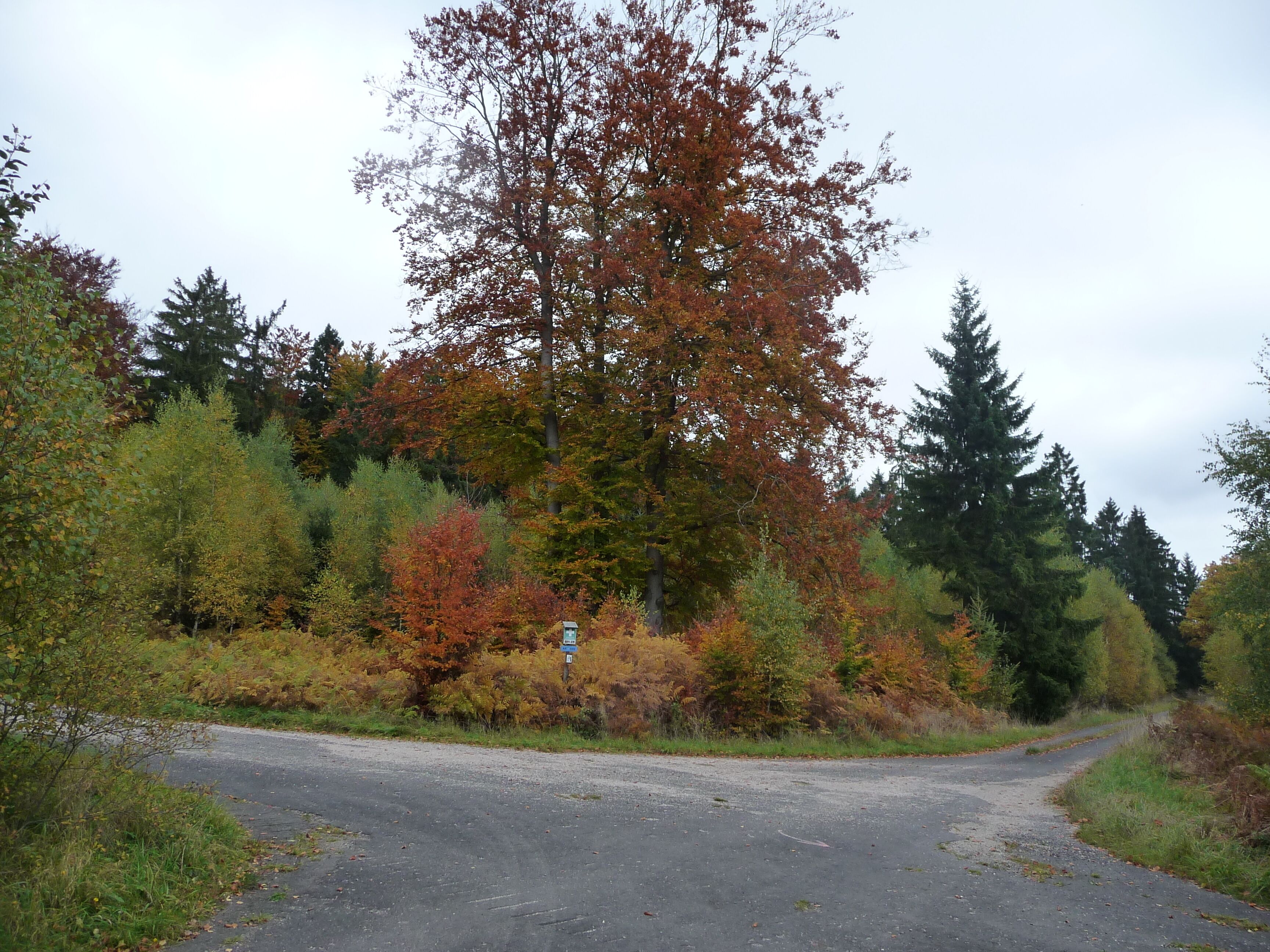 A rural road with autumn foliage, surrounded by trees and bushes.