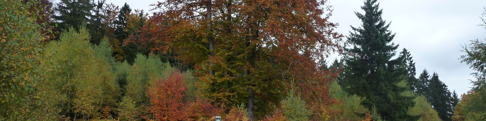A rural road with autumn foliage, surrounded by trees and bushes.