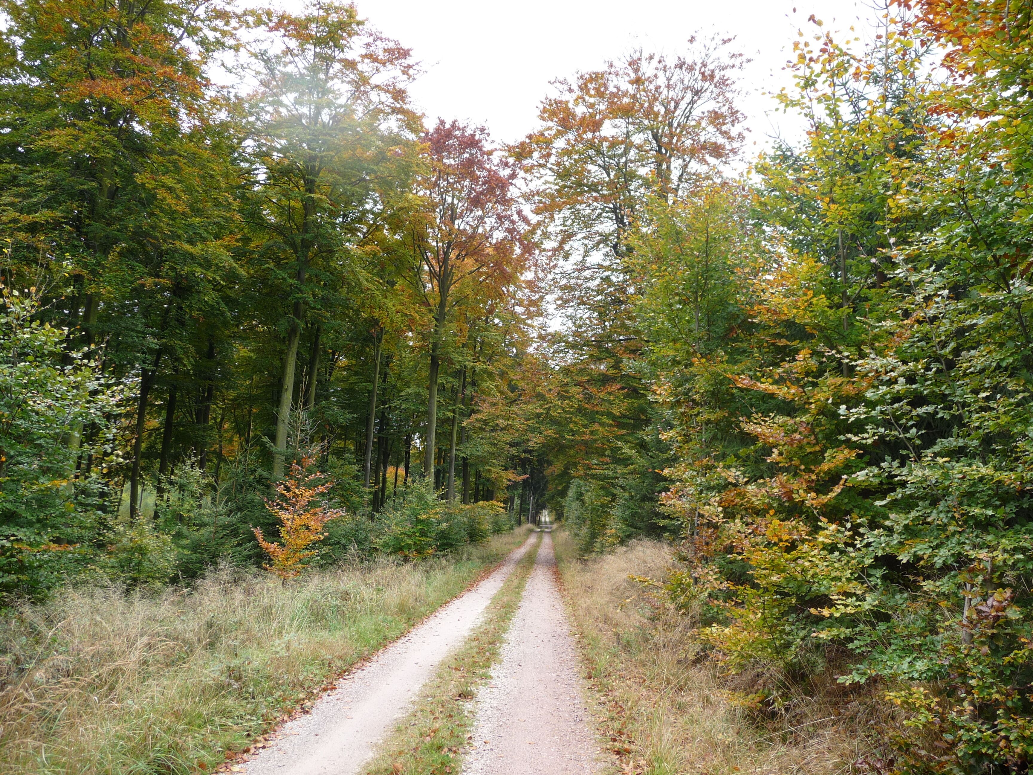 Wanderweg im Soonwald Nähe Thiergarten - 08.10.08