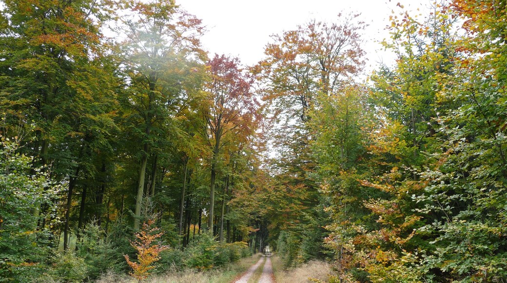 Wanderweg im Soonwald Nähe Thiergarten - 08.10.08