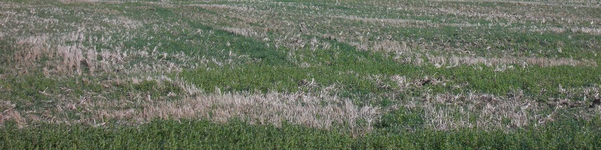 Post mill in Heuckewalde (Gutenborn, district of Burgenlandkreis, Saxony-Anhalt)