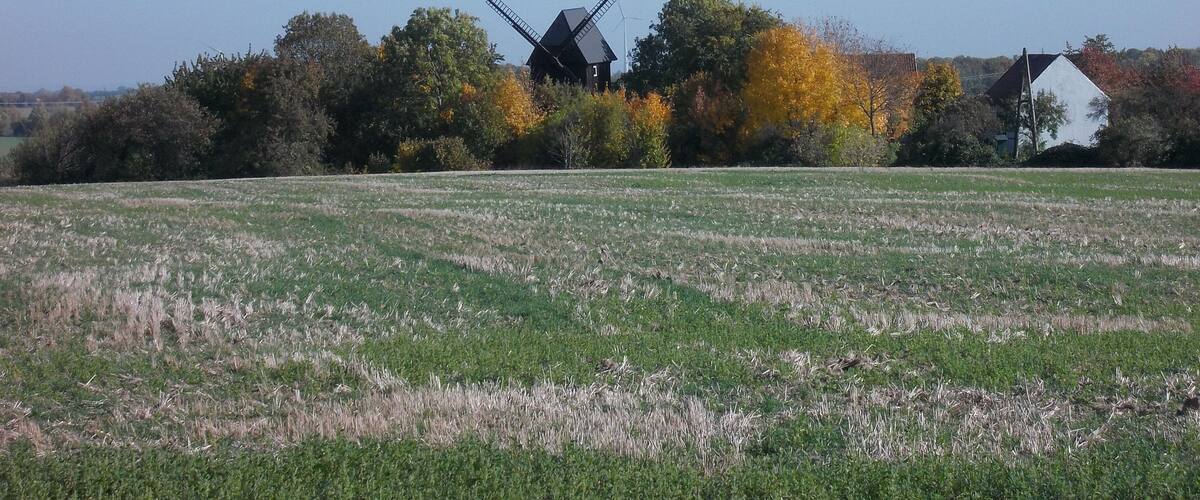 A windmill, a white house, and autumn trees in a field.