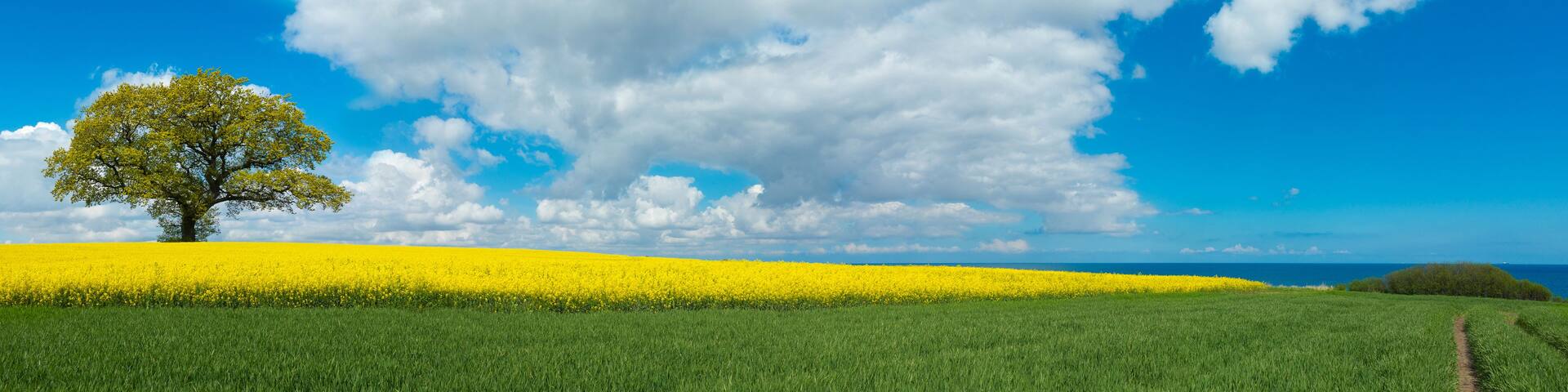 A field of yellow flowers, a lone tree, and a clear blue sky with clouds.