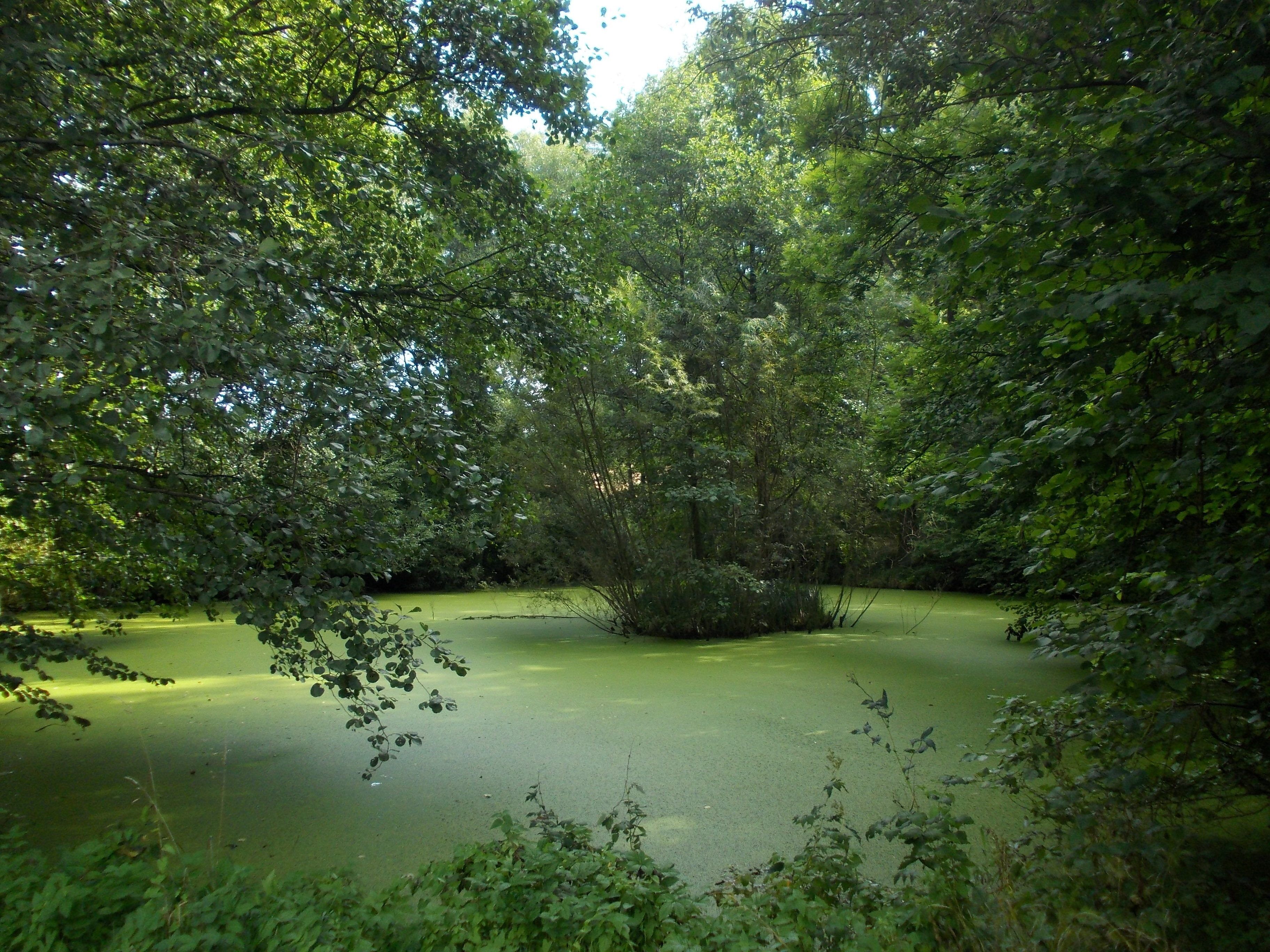 Pond in Pratschütz (Schkölen, district: Saale-Holzland-Kreis, Thuringia)