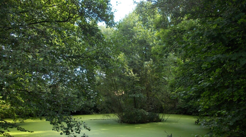 Pond in Pratschütz (Schkölen, district: Saale-Holzland-Kreis, Thuringia)