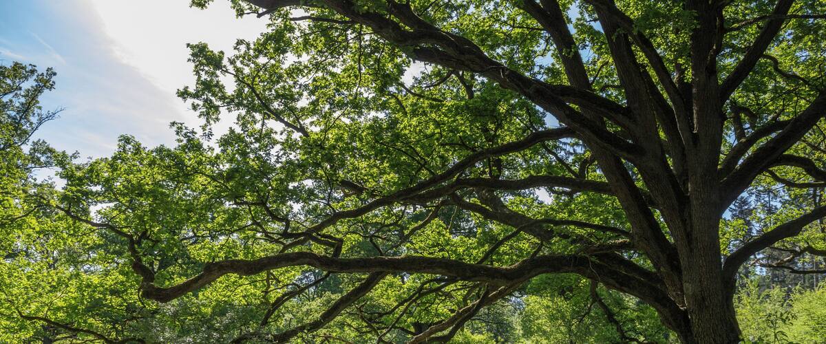A large tree with a thick trunk and extensive branches in a lush green field.