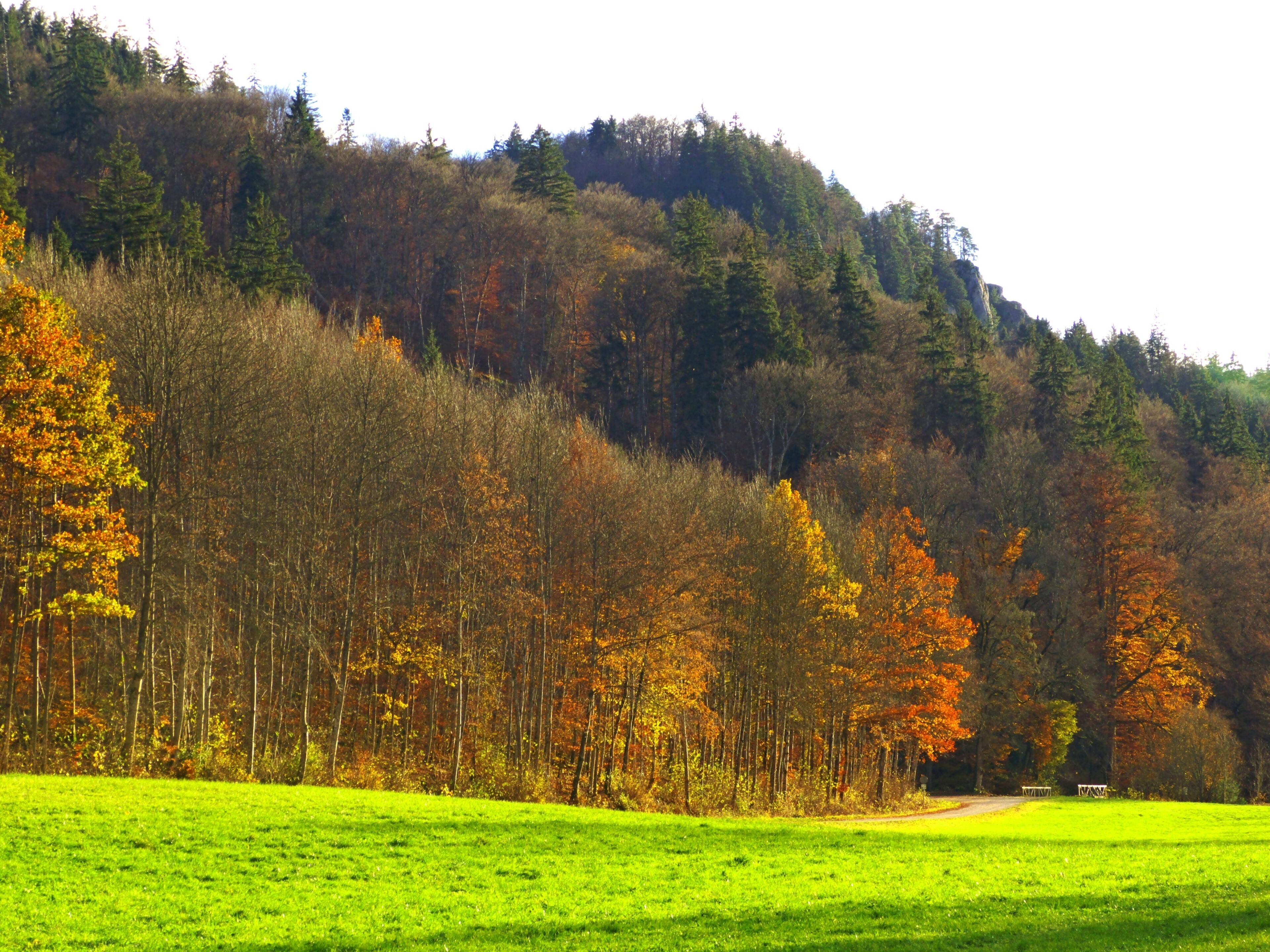 A green field with a forested hill in the background.