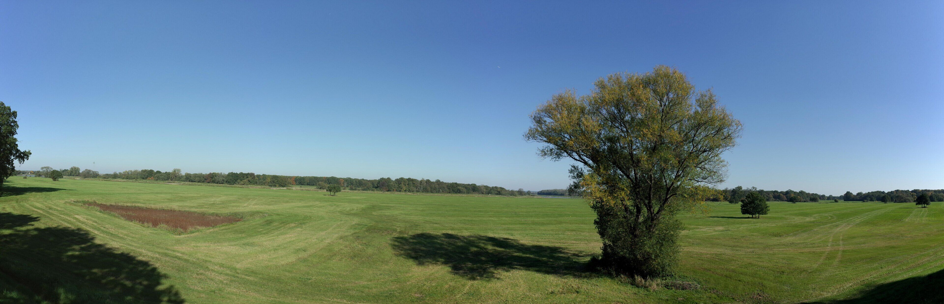 A wide-open field with a solitary tree in the foreground and a line of trees in the distance under a clear blue sky.