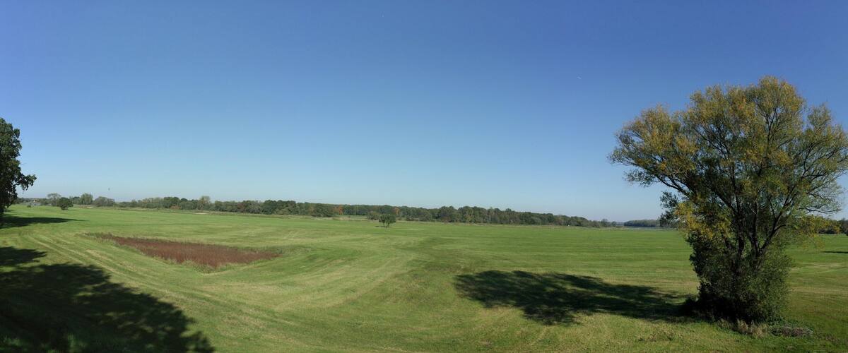 A wide-open field with a solitary tree in the foreground and a line of trees in the distance under a clear blue sky.