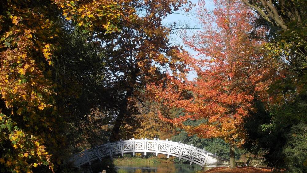 A white arched bridge over a pond surrounded by trees with autumn foliage.