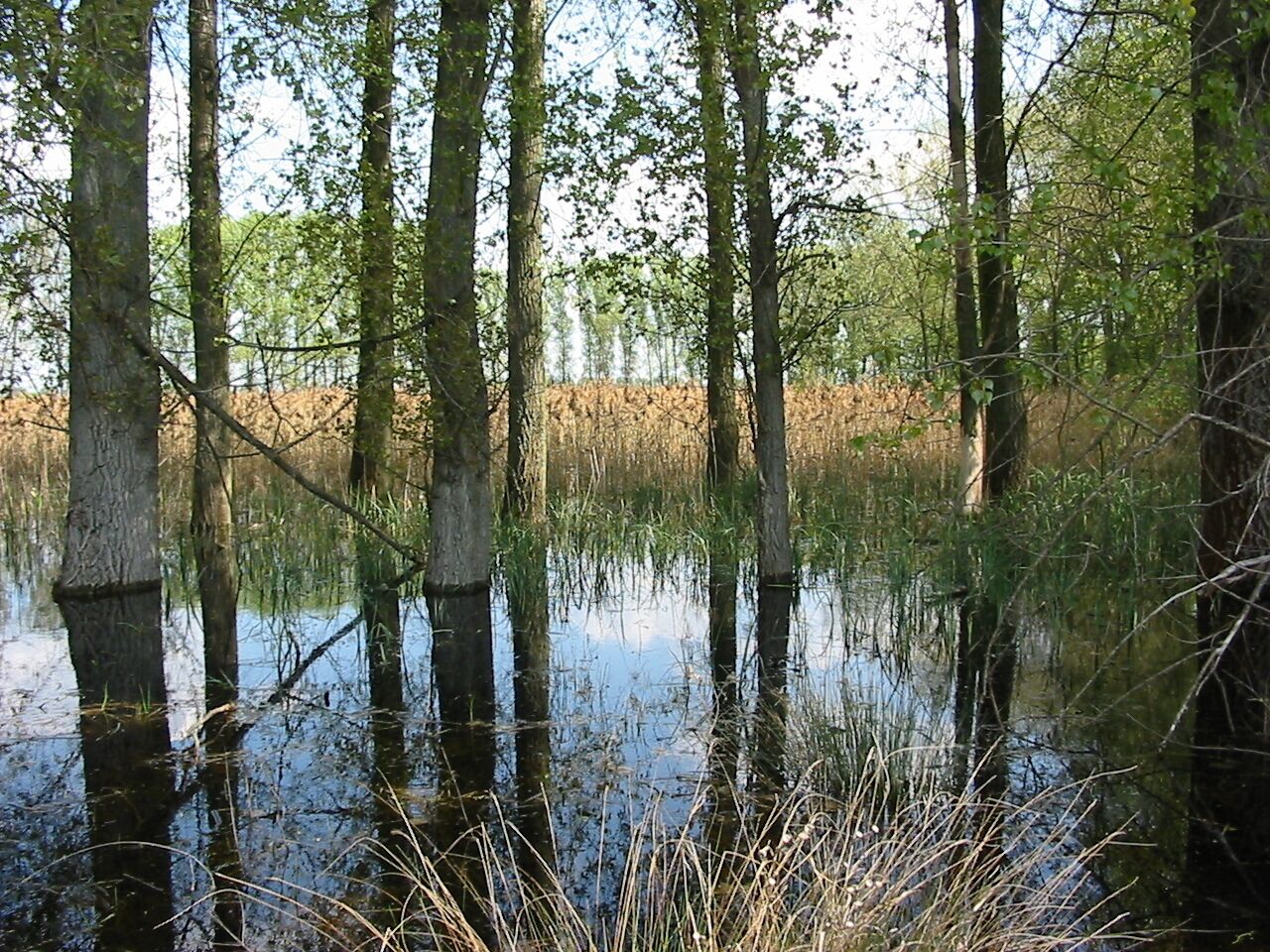 An den Basorfer Teichen