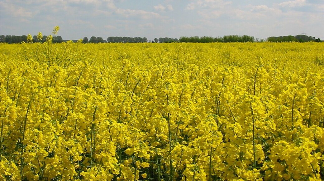 Rapsfeld bei Eggersdorf